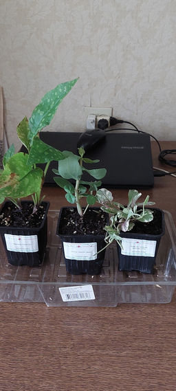 Медуница Смоки Блу