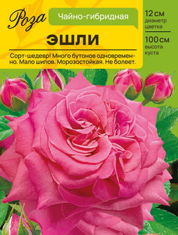 Роза Эшли (Чайно-гибридная) С ЦВ.НАКЛЕЙКОЙ 1шт
