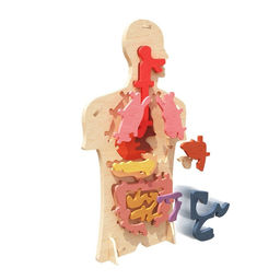 Набор для опытов Строение тела, 24 элемента, в пакете