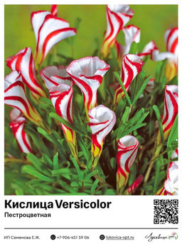Кислица Оксалис Versicolor (Пестроцветная)