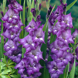 ГЛАДИОЛУС Блю Изл Разбор 10/12 Кол-во упак., шт 10