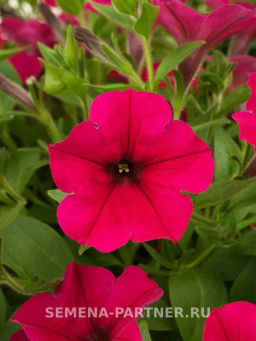 Петуния Зацветёт Long Май Краш многоцветковая ампельная - Партнер фото 3