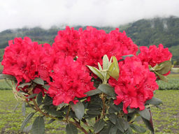 Рододендрон Wladyslaw Jagiello, Royal Red (Владислав Ягелло, Роял Ред) - Долина роз фото 3