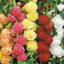 Шток-роза Chaters Mixed - Голландские луковицы фото 3