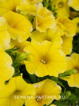 Петхоа Еллоу Перфекто - Партнер фото 2