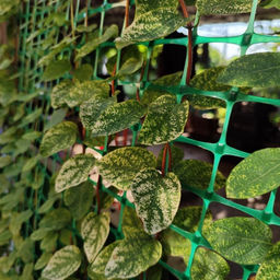 Жимолость японская Ауреоретикулата - Долина роз фото 4