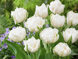 Тюльпан Up White (Ап Вайт)