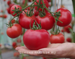 Томат Королева - Партнер фото 8