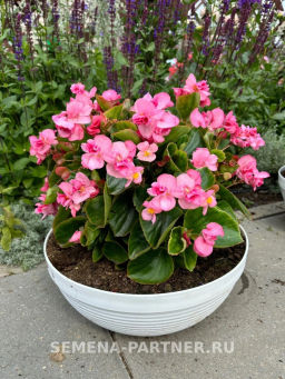 Бегония вечноцветущая махровая Милори Пинк Джаз - Партнер фото 6