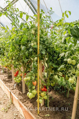Томат Янтарь - Партнер фото 3
