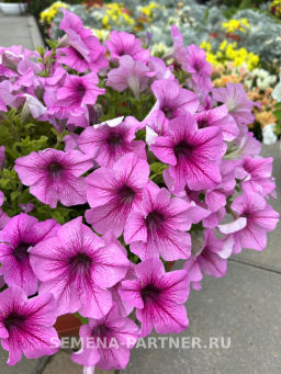 Петуния Пейзажная Лав Ми Плум Вайн Фрост крупноцветковая - Партнер фото 3