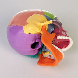 Анатомическая модель «Макет черепа человека», разборный, цветной, 14×10×11 см