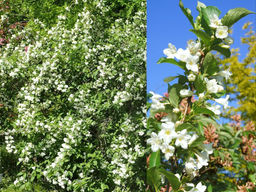 Вейгела цветущая Кандида - Долина роз фото 3