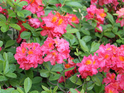 Азалия крупноцветковая Juanita (Джуанита) - Долина роз фото 2