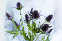 Эрингиум Супер Нова - Темно-фиолетовый