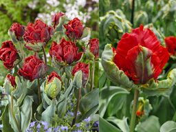 Тюльпан Рококо Дабл