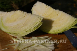 Капуста белокочанная позднеспелая Престиж - Партнер фото 7