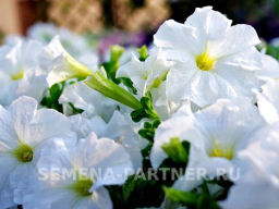 Петуния Супремо Изадора полуампельная белая - Партнер фото 4