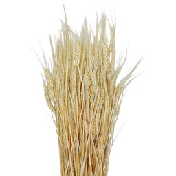 Пшеница безостая отбеленная, пучок 50г, 60 колосьев, h 60-70см