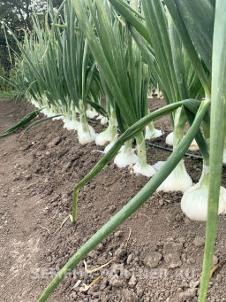 Лук репчатый Комета - Партнер фото 2