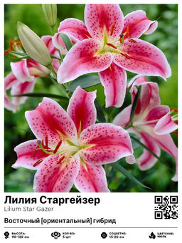 Лилия Star Gazer (Восточный ориентальный гибрид) - Голландские луковицы фото 2