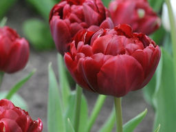 Тюльпан Анкл Том - Долина роз фото 5