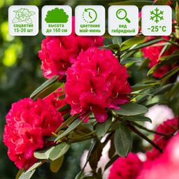 Рододендрон Марианна Фон Вайцзеккер