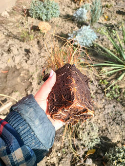 Осока Милк Чоколейт