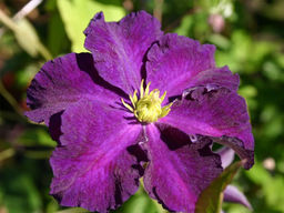 КЛЕМАТИС Виола Разбор I Кол-во упак., шт 2