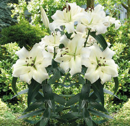 Лилия Pretty Woman (ОТ-гибрид) - Голландские луковицы фото 4