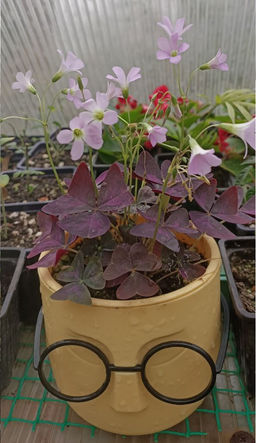 Кислица комнатная фиолетовая в кашпо