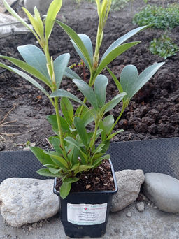 Рододендрон Каннингемс Уайт