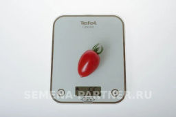 Томат Фифа - Партнер фото 3