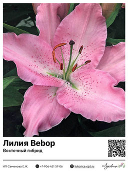Лилия Bebop (Восточный ориентальный гибрид)