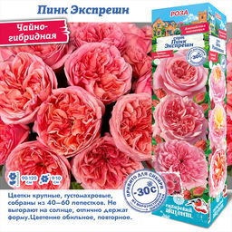 Роза Пинк Экспрешн (Чайно-гибридная) 1шт