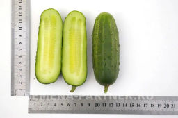 Огурец пчелоопыляемый Родничок - Партнер фото 7
