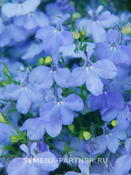 Лобелия каскадная Ривьера Скай Блю - Партнер фото 3