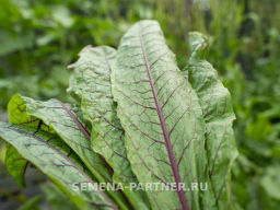 Щавель Кровавая Мэри - Партнер фото 5