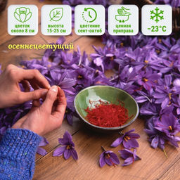 Крокус осеннецветущий Sativus (ШАФРАН) 5шт - Долина роз фото 7