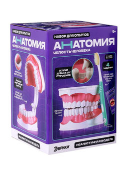 Набор для опытов Анатомия, челюсть человека - Эврики фото 13