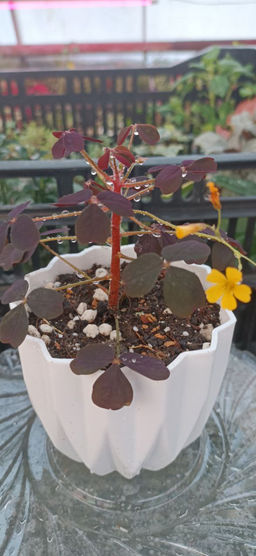 Кислица Бешеная сливка в кашпо Геометрия