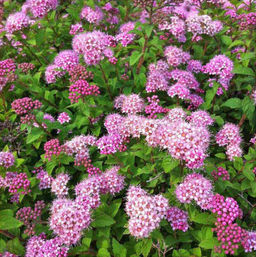 Спирея японская Нана С1,5