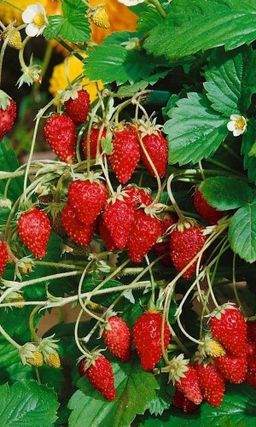 Земляника ЛЕСНАЯ СКАЗКА Непрерывное плодоношение и исключительная декоративность с мая по октябрь!
