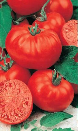 Томат ПЛАМЯ АГРО