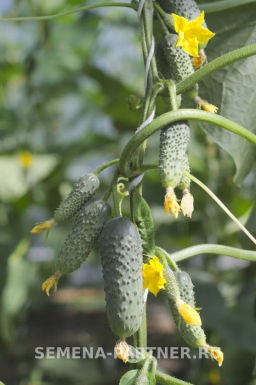 Огурец партенокарпический Антисипатор - Партнер фото 8