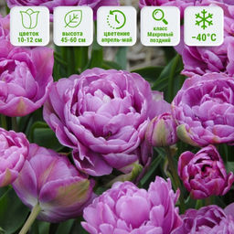 Тюльпан Лилак Перфекшн