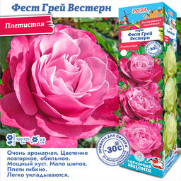 Роза Ферст Грей Вестерн (Плетистая) 1шт
