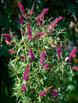 Буддлея Давида Баттерфляй Тауэр С5