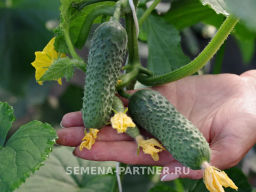Огурец партенокарпический Дружный - Партнер фото 5