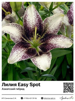 Лилия Easy Spot (Азиатский гибрид)